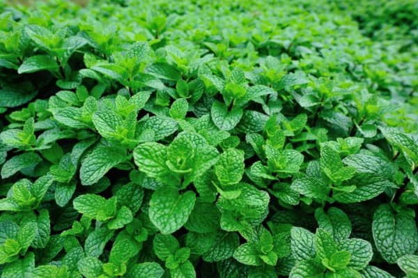 Mint is a popular addition to the garden, as it repels all kinds of bugs.