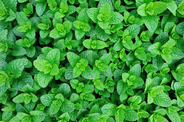 The many varieties of mint make attractive and pleasant-smelling garden plants.