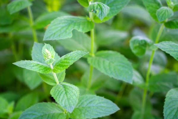 Growing mint attracts earthworms.