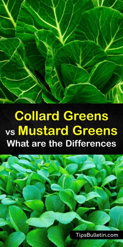 While both are cabbage family members, along with Swiss chard, collard greens are served as a side dish like turnip greens, while mustard greens are a peppery herb. Both are low in carbohydrates and calcium, but mustard greens are higher in folate and vitamin A. #mustard #greens #collard