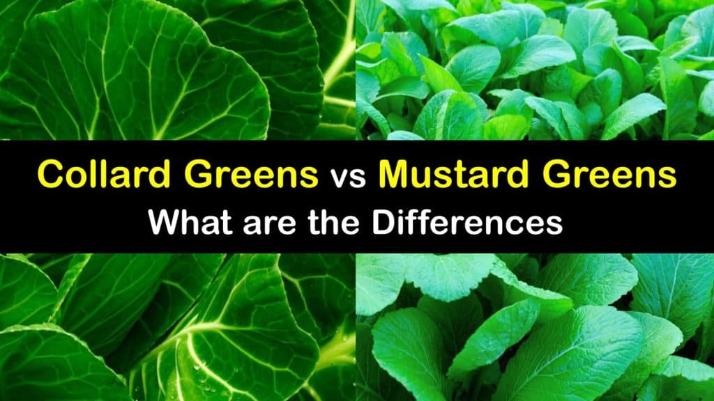 Mustard Greens vs Collard Greens titleimg1