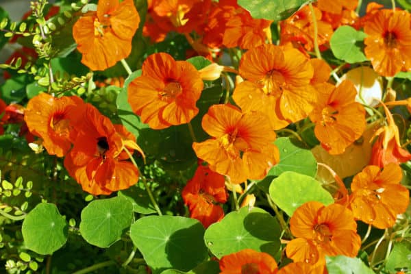 Nasturtium is a beautiful groundcover plant.