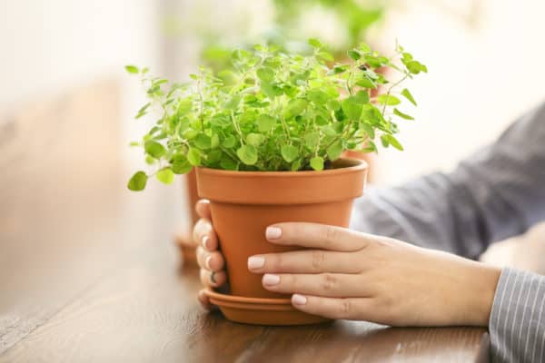 Oregano likes growing in a pot.