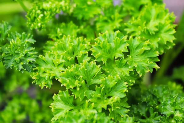 Parsley comes in many varieties.