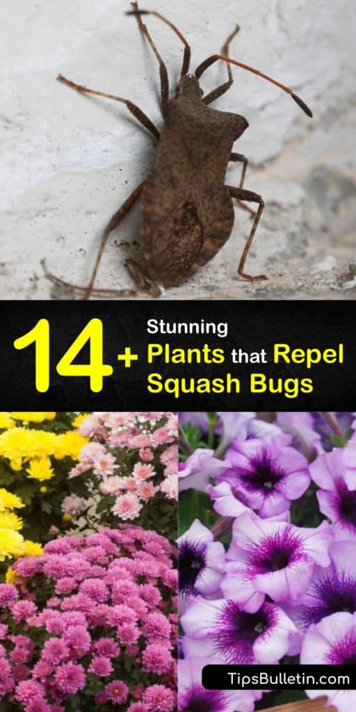 Discover how to keep your squash plant safe from squash bugs by companion planting. Learn some of the top plants that repel the squash bug, Japanese beetle, cucumber beetle, squash vine borer, and other pests while attracting beneficial insects. #plants #repel #squash #bugs #companion