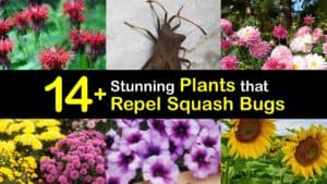 Plants that Repel Squash Bugs titleimg1