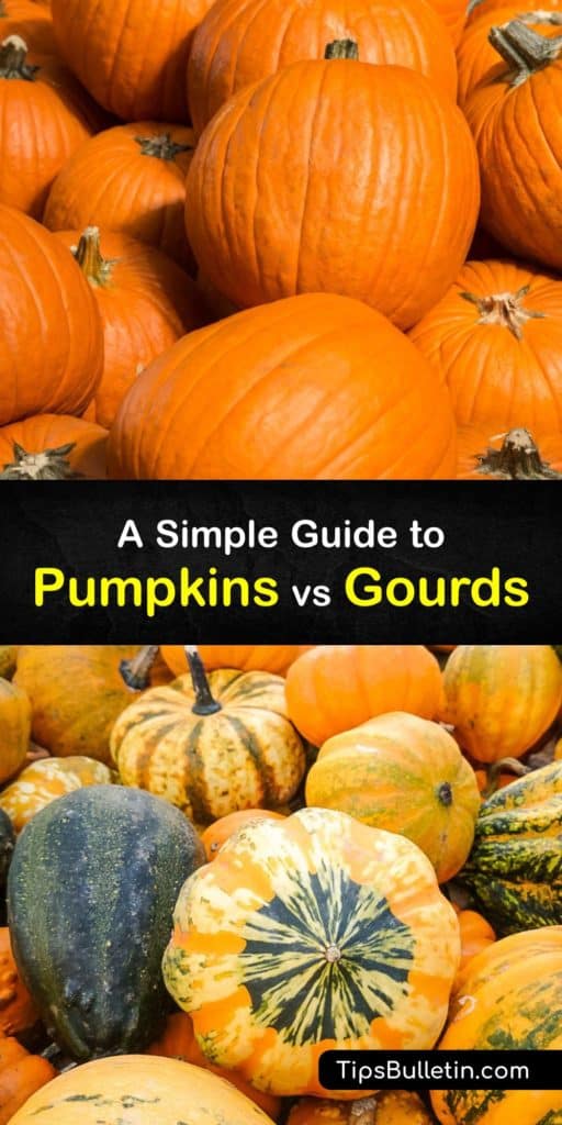 Pumpkins and gourds are members of the Cucurbitaceae family with acorn squash and zucchini. Decorative gourds are a cucurbita grown for their hard shells used in home decor, while pumpkins are grown to eat their flesh and pumpkin seeds or make a jack-o-lantern for Halloween. #pumpkins #gourds
