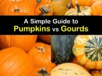 Pumpkins vs Gourds titleimg1