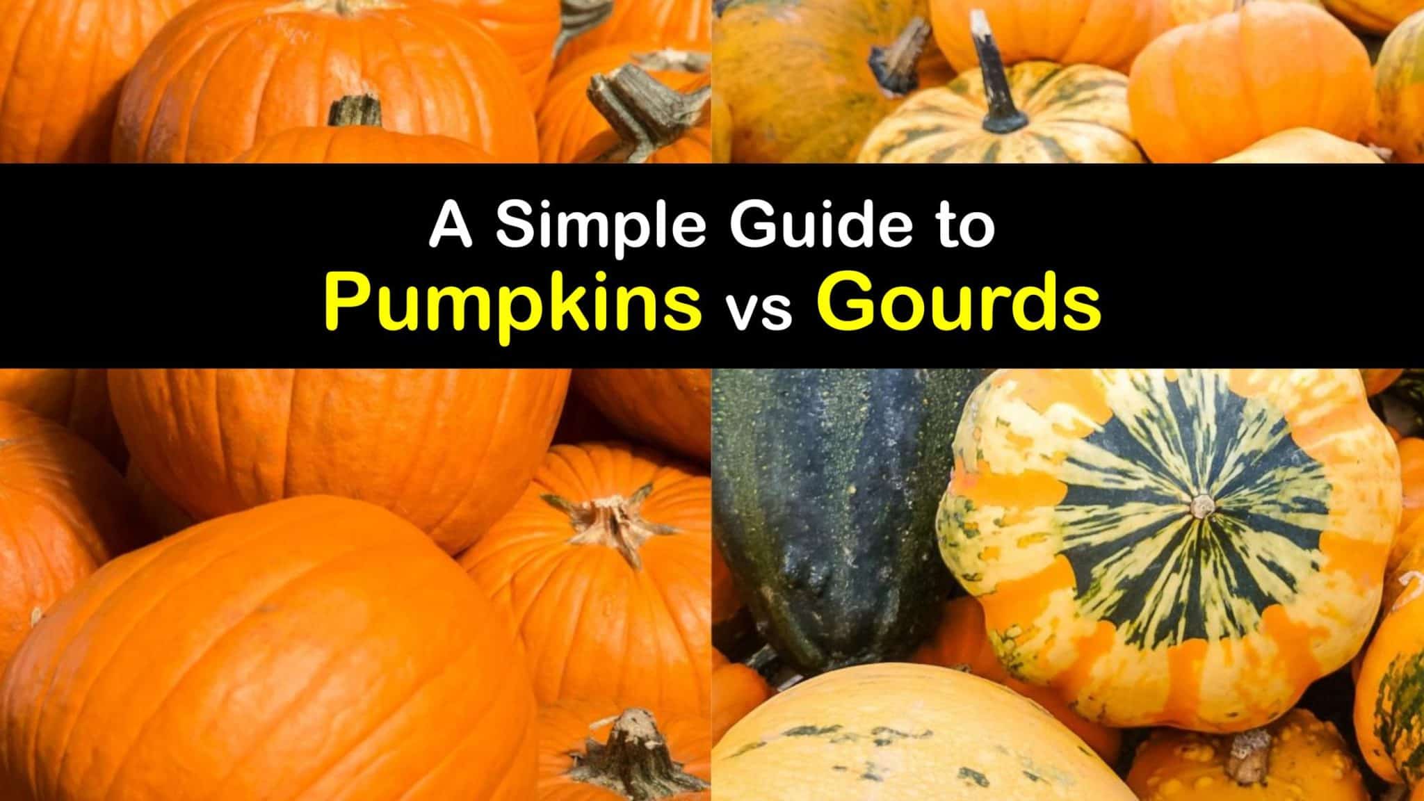 Are Pumpkins and Gourds the Same