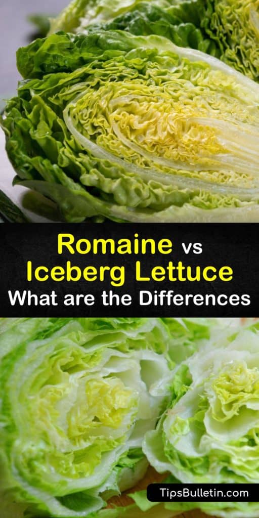 Romaine lettuce is more nutritious and higher in potassium, magnesium, vitamin A, folate and vitamin C than iceberg lettuce. All loose leaf lettuce contains antioxidants and is low in calories and cholesterol. #romaine #iceberg #lettuce