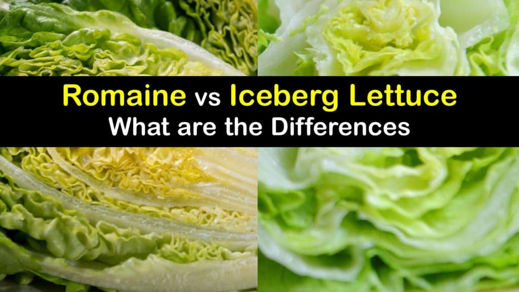 Romaine vs Iceberg Lettuce - What are the Differences titleimg1