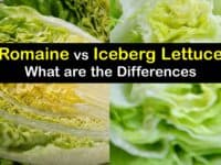 Romaine vs Iceberg Lettuce - What are the Differences titleimg1