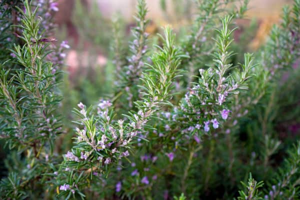 Rosemary has more than culinary uses.