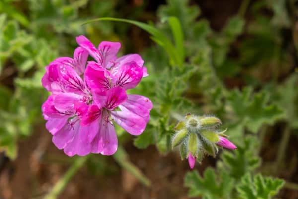 Scented geraniums repel all kinds of bugs.