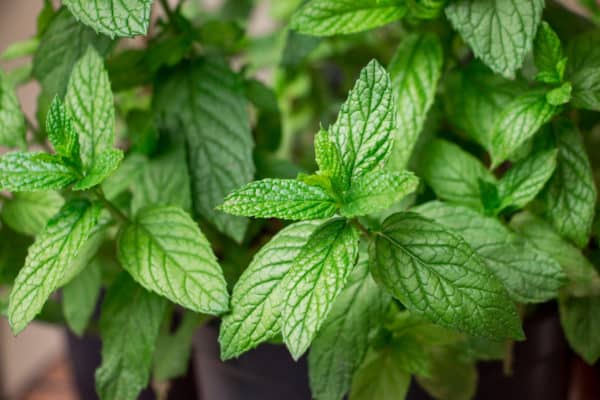 Spearmint is easy to grow in a container.