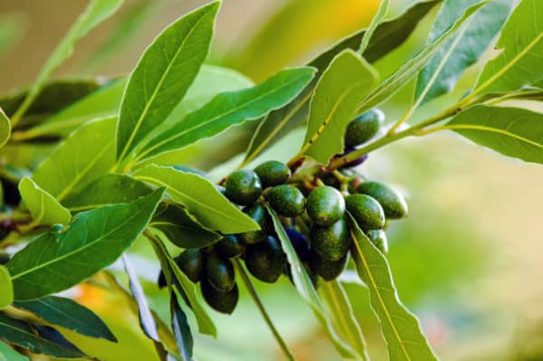 Sweet bay or bay laurel is a broadleaf evergreen shrub.