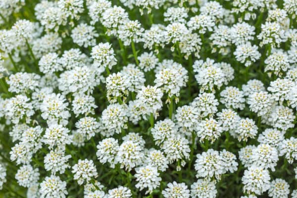 A perennial herb, sweet woodruff makes an attractive ground cover.