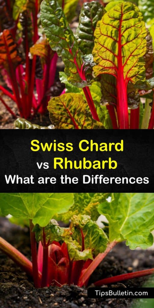 To understand the difference between chard plants and rhubarb, look beyond the red stalks and green leaves to discover one plant full of oxalic acid and the other with calcium. Discover the differences between two vegetables and why people confuse them. #swiss #chard #rhubarb