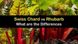 Swiss Chard vs Rhubarb titleimg1