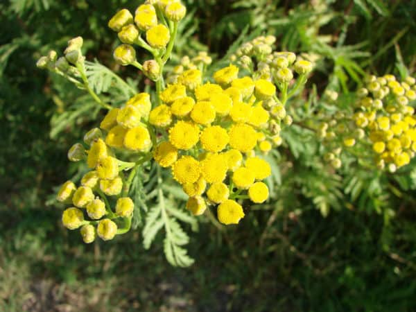 The pretty yellow flowers of tansy also repel fruit flies.