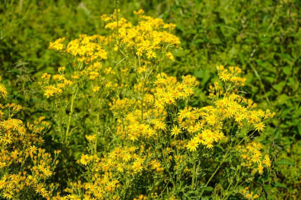 Tansy ragwort is a poisonous weed that has the benefit of repelling fleas.
