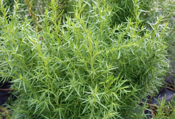 Tarragon is an herb that thrives in a pot.