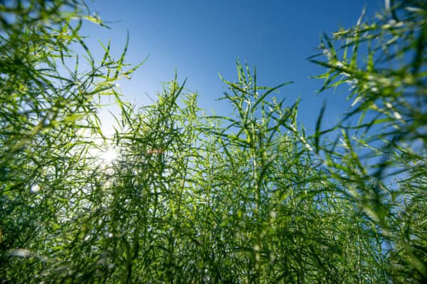 Tarragon is part of the sunflower family.