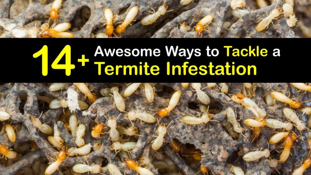 Termite Infestation titleimg1