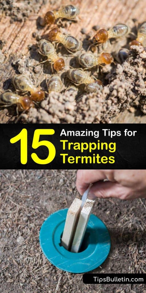 Discover how to grow beautiful blueberry bushes in the full sun of your home garden this year. Learn about when to plant blueberry bushes and how to use sawdust, peat moss, and other organic matter to help your blueberries blossom. #grow #blueberries #garden