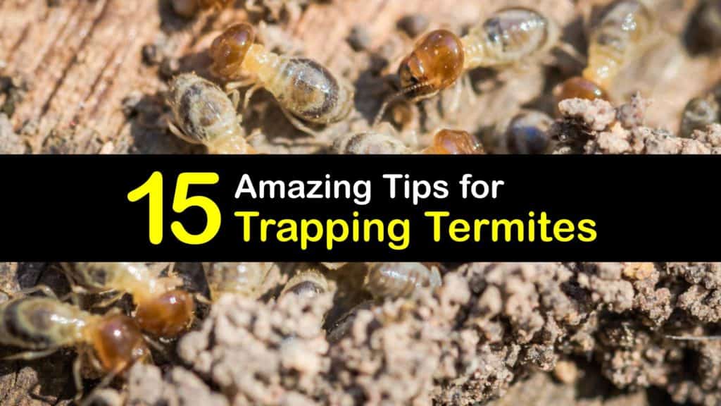 termite traps  titleimg1