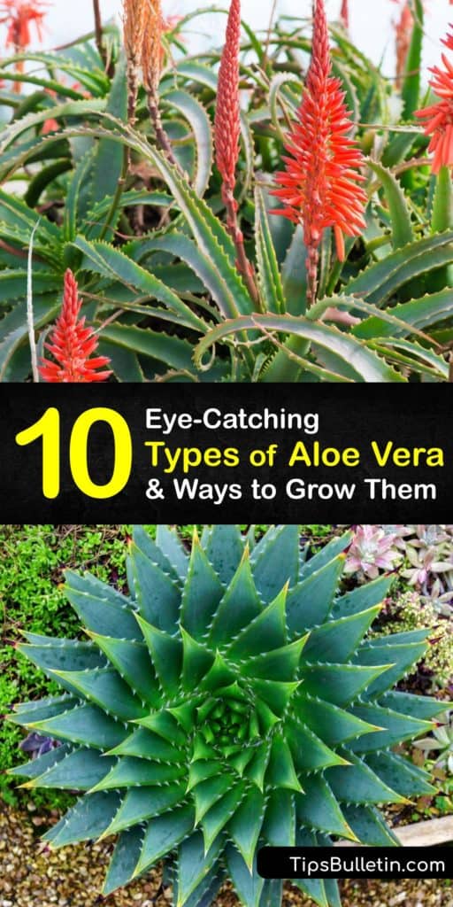 Discover several species of aloe, including Aloe ferox, better known as Cape aloe in South Africa. The aloe vera plant is beloved by many for the juice or sap inside its blue-green leaves, but also for the beauty these succulents provide as houseplants. #aloe #vera #plant #types #varieties