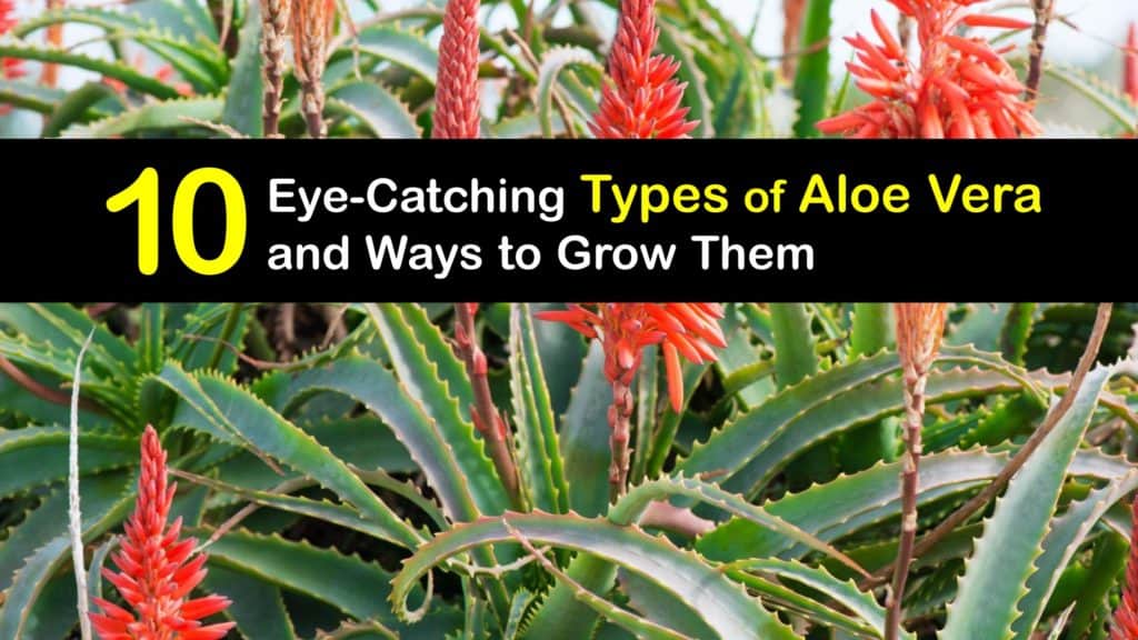 Types of Aloe Vera titleimg1