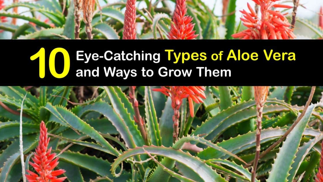 Aloe Vera Varieties - Choosing Different Aloe Vera Types