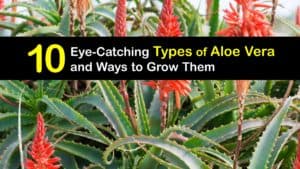 Types of Aloe Vera titleimg1
