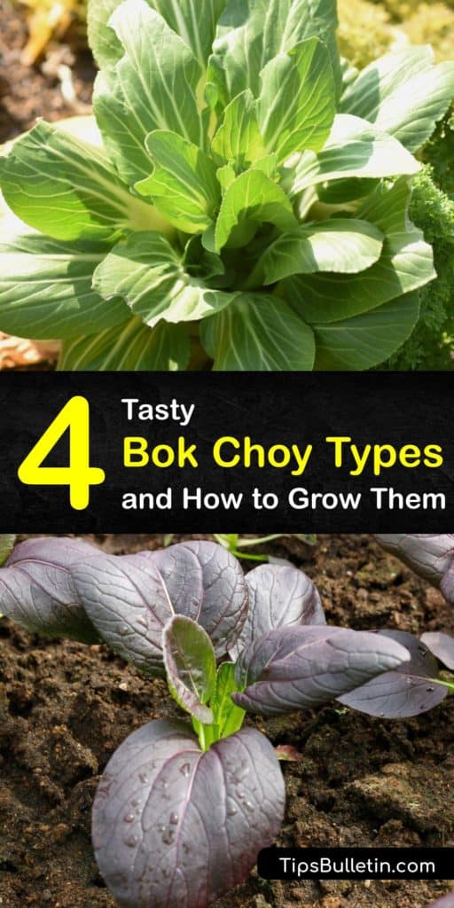 Discover the best types of bok choy and handy growing tips. Baby bok choy is in the Brassica rapa family and is delicious in stir fries with chard and napa cabbage. Bok choy, known as Chinese cabbage or pak choi, is high in calcium and popular for cooking worldwide. #types #bok #choy #varieties