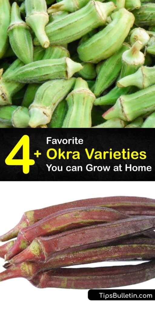 Learn about growing different types of okra plants, or Abelmoschus esculentus, from germination to harvest. The emerald green pods of the Cajun Delight and Annie Oakley II or the red pods of the Burgundy okra are delicious in gumbo, soup, and more. #types #okra #varieties