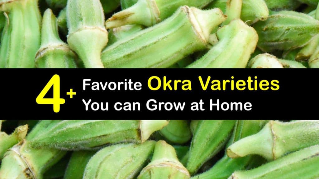 Types of Okra titleimg1