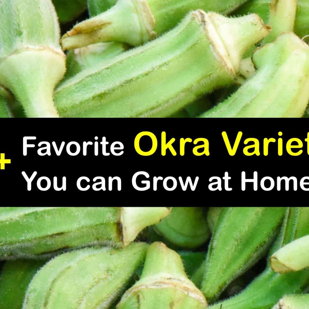Varieties of Okra - Amazing Kinds of Okra Plants