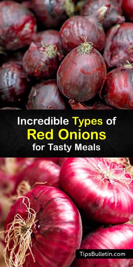 Learn about the different red onion varieties to grow at home and how their flavor varies. There are many types of onions, including sweet onions, white onions, and yellow onions. Red onions are a crisp, colorful, and mildly sweet allium. #types #red #onions #varieties