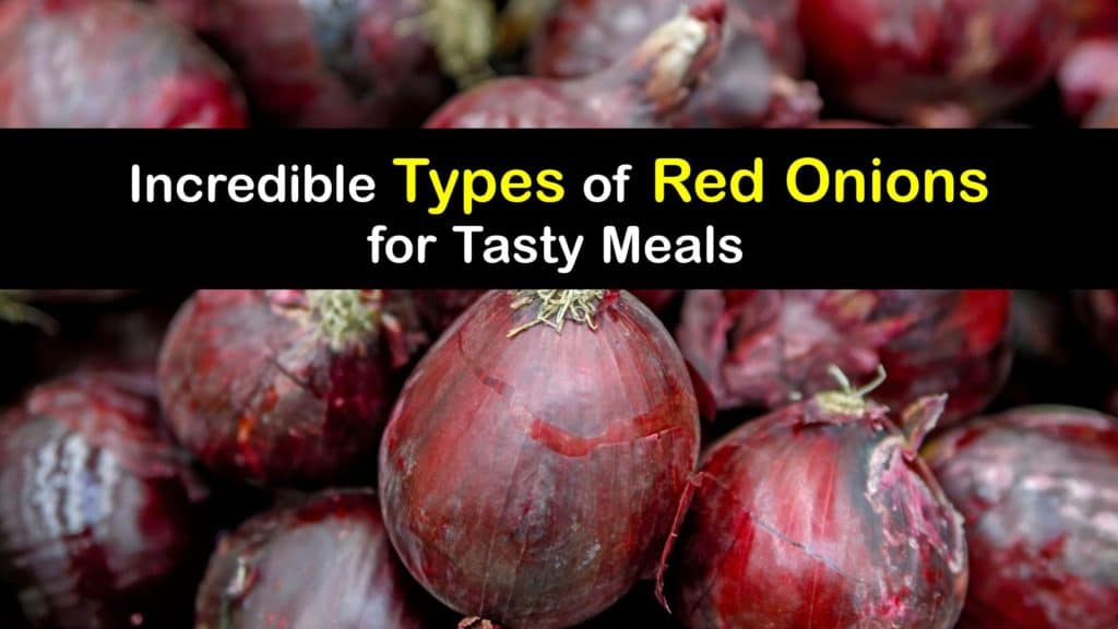 Types of Red Onions titleimg1