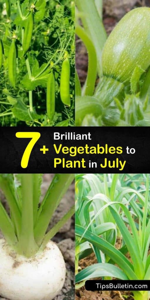 Learn the best fall crops to plant in your vegetable garden in July for a thriving fall garden and abundant cool weather fall harvest. Brussels sprouts, collards, and other veggies work well, and tools like mulch can help them grow through the summer. #vegetables #plant #july