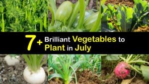 Vegetables to Plant in July titleimg1
