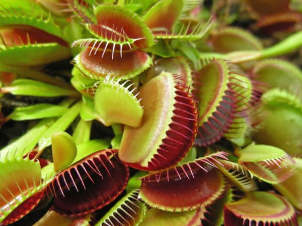 The venus fly trap is a unique carnivorous plant.