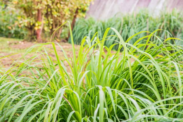 Vetiver grass is an ornamental perennial grass containing a chemical that deters termites.