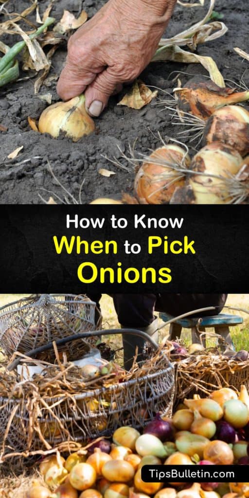 Learn when onions are ready to harvest. Bulb onions have a longer growing season than shallots, green onions, and other allium types. Harvest short day types in late spring and long-day onions during mid to late summer. #when #picking #onions #harvest
