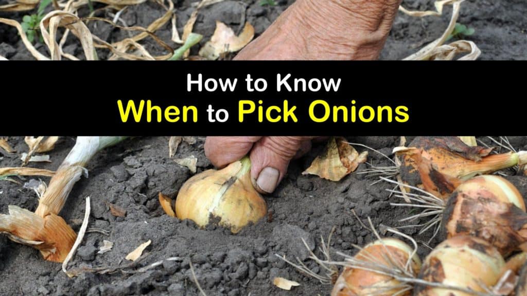 When to Pick Onions titleimg1