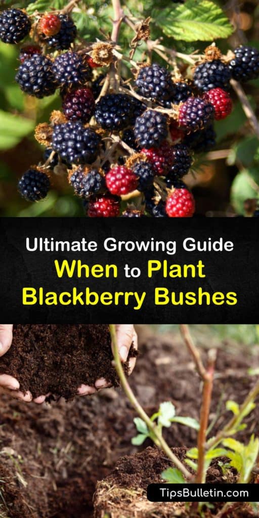 Learn when to plant blackberry bushes based on your region and harvest fresh berries at the end of the growing season. Blackberry plants are naturally biennial and begin fruiting on second year canes, and it’s safe to plant them in early spring. #when #planting #blackberries #bushes