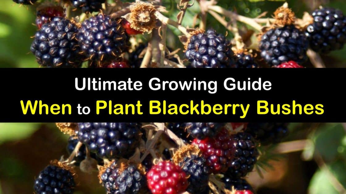 Grow Blackberry Bushes Tricks for the Best Time to Plant Blackberries