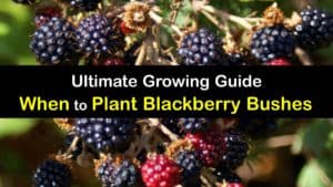 When to Plant Blackberry Bushes titleimg1