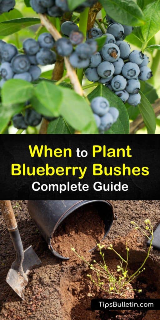 Discover how to grow beautiful blueberry bushes in full sun in your home garden this year. Learn about when to plant blueberry bushes and how to use sawdust, peat moss, and other organic matter to help your blueberries blossom. #growing #blueberries #planting #time